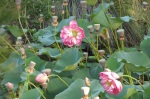 lotus pods and blooms
